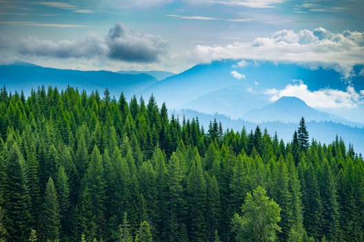 Jay Brittain photography. Forest photography. Photographs of forest management. Forest Management. Photographs of the forest industry. photographs of foresters at work.