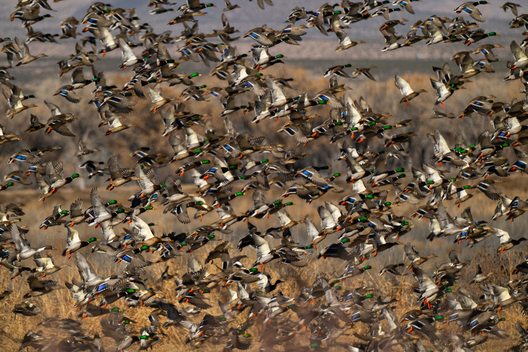 Birds, bird photographs, bird photographer, photos of birds, Jay Brittain bird photography