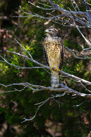 Birds, bird photographs, bird photographer, photos of birds, Jay Brittain bird photography