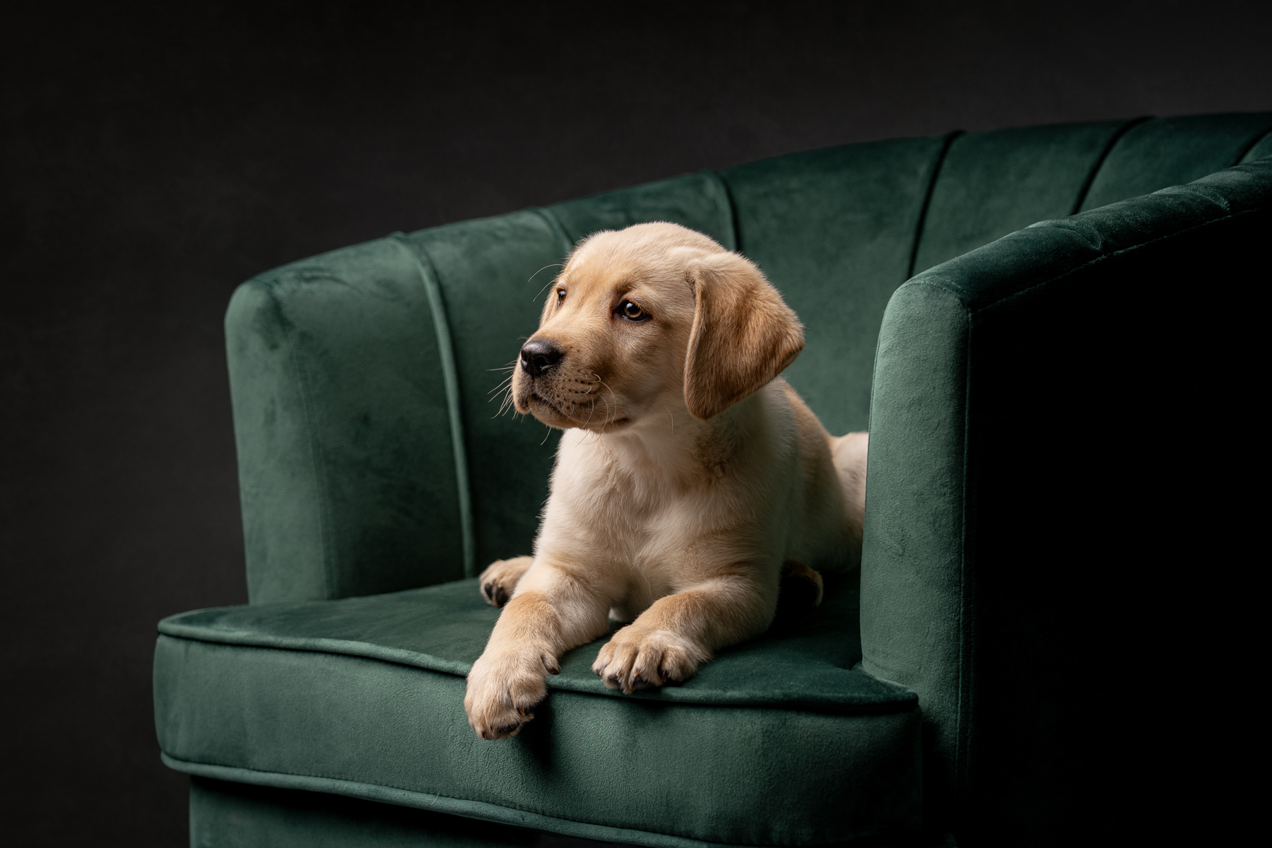 Laborador puppy sitting on a soft green velvet chair