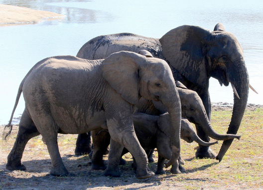 Sabi Sands, South Africa
