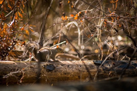 Nature and conservation photography from Jay Brittain