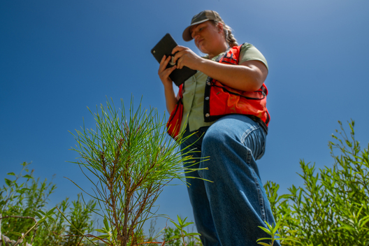 Jay Brittain photography. Forest photography. Photographs of forest management. Forest Management. Photographs of the forest industry. photographs of foresters at work.