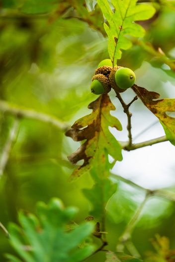 Jay Brittain photography. Forest photography. Photographs of forest management. Forest Management. Photographs of the forest industry. photographs of foresters at work.