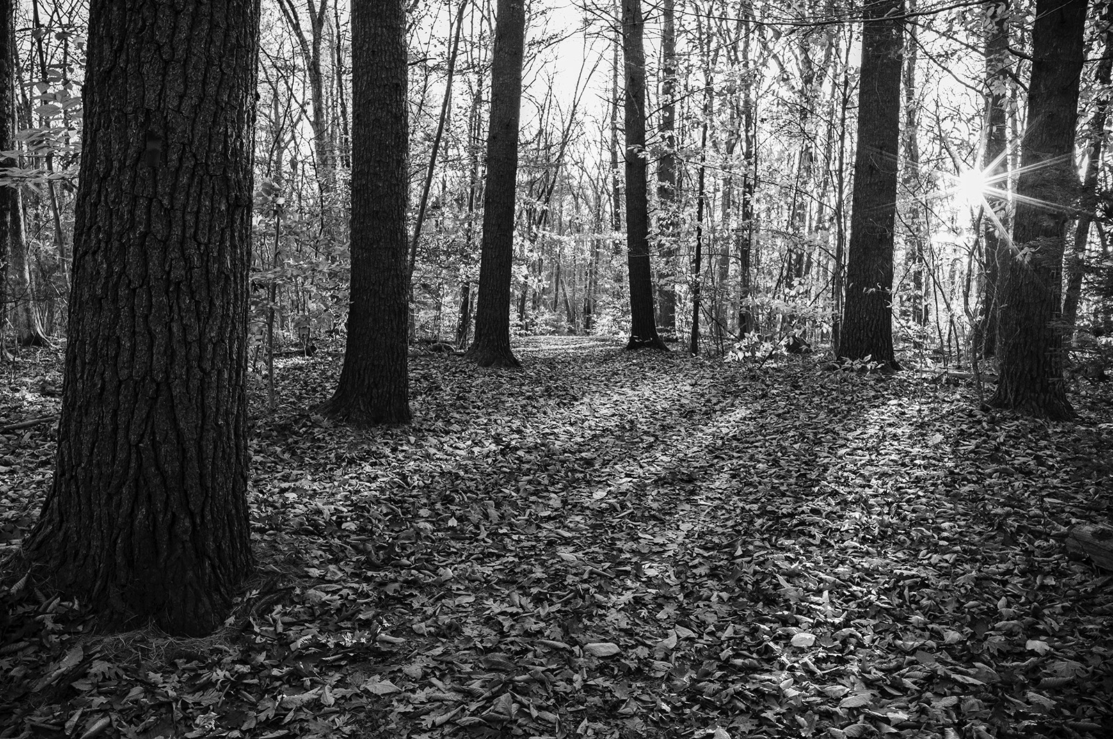 forest_1