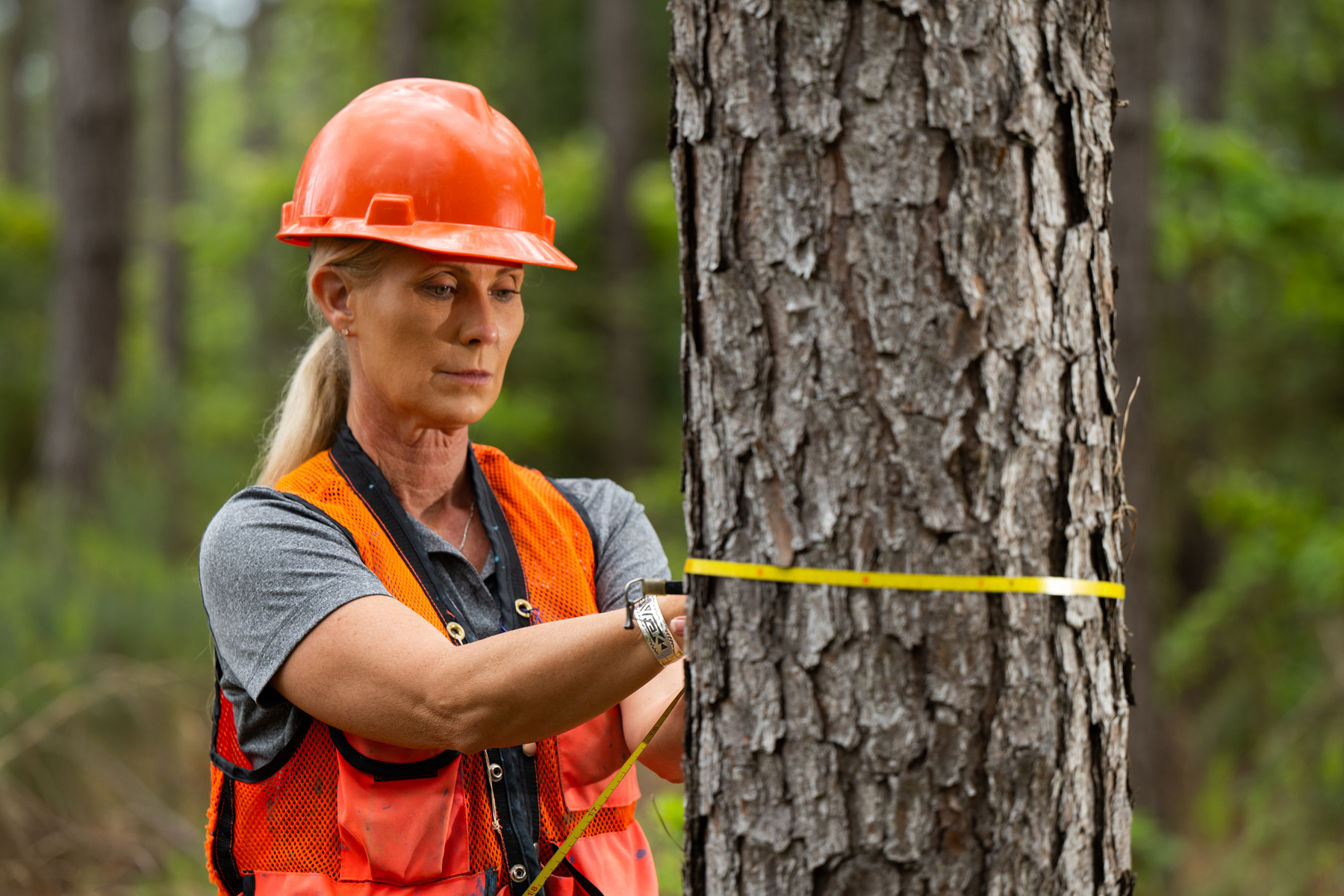 Jay Brittain photography. Forest photography. Photographs of forest management. Forest Management. Photographs of the forest industry. photographs of foresters at work.