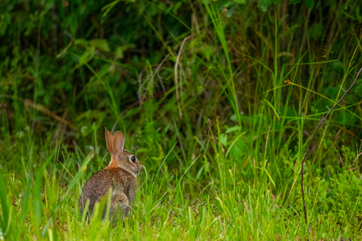 Nature and conservation photography from Jay Brittain