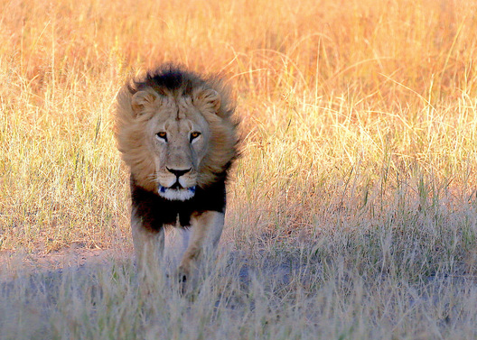 Chitabe Camp, Botswana