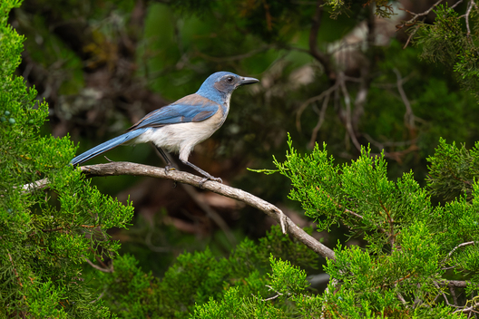 Birds, bird photographs, bird photographer, photos of birds, Jay Brittain bird photography