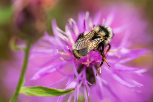 Jay Brittain photography. Forest photography. Photographs of forest management. Forest Management. Photographs of the forest industry. photographs of foresters at work.
