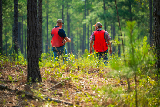 Jay Brittain photography. Forest photography. Photographs of forest management. Forest Management. Photographs of the forest industry. photographs of foresters at work.