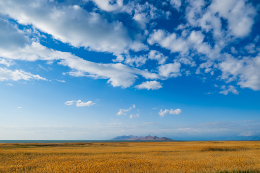 Nature and conservation photography from Jay Brittain