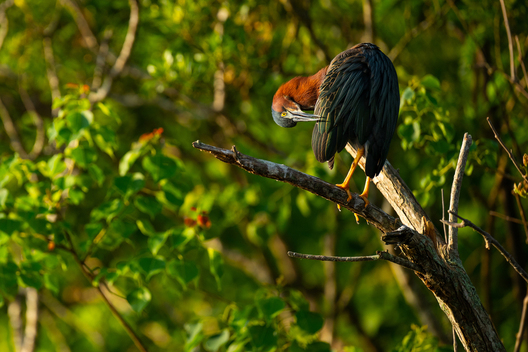 Birds, bird photographs, bird photographer, photos of birds, Jay Brittain bird photography