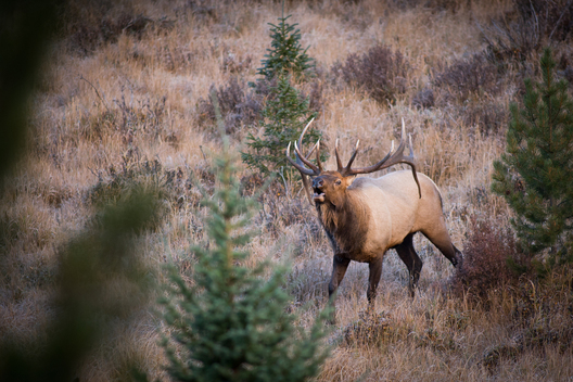 Nature and conservation photography from Jay Brittain