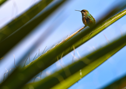 Birds, bird photographs, bird photographer, photos of birds, Jay Brittain bird photography