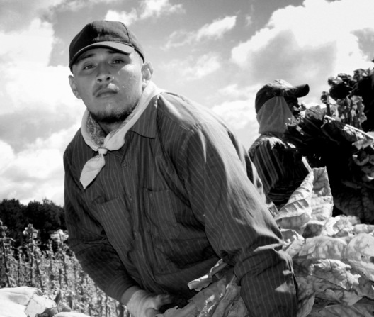 Tobacco Field Laborer - McGees Crossroads, North Carolina
