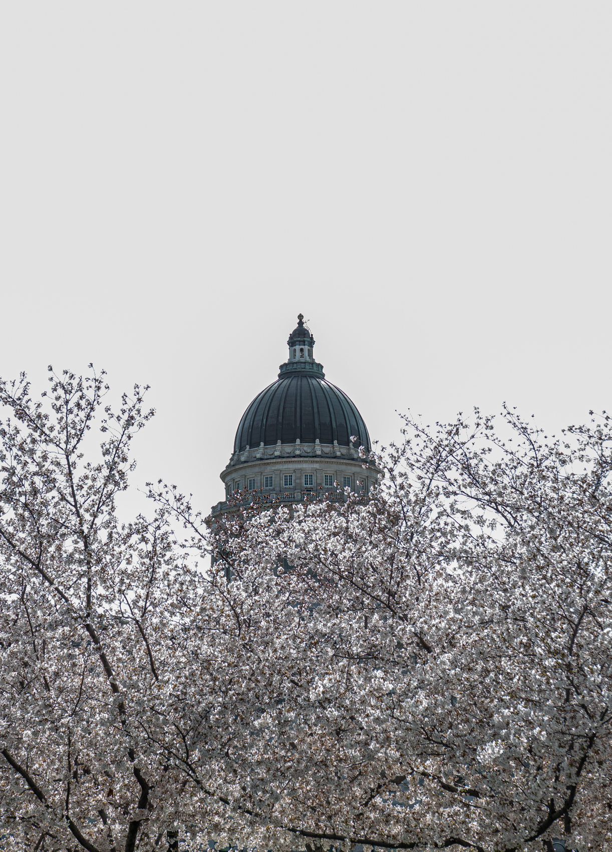 Utah State Capitol Cherry Blossoms
Salt Lake City, Utah
April 8, 2025


DerekBrad.com