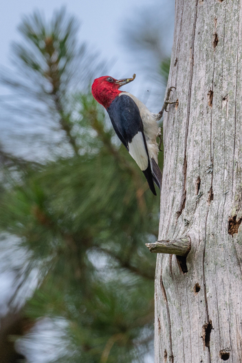 birds, bird photography, Jay Brittain bird photographs