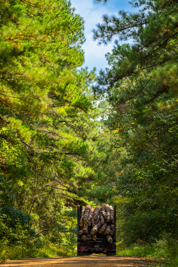 Jay Brittain photography. Forest photography. Photographs of forest management. Forest Management. Photographs of the forest industry. photographs of foresters at work.