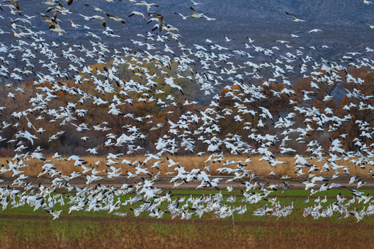 Birds, bird photographs, bird photographer, photos of birds, Jay Brittain bird photography
