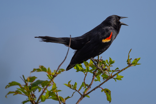 photographs of birds by Jay Brittain