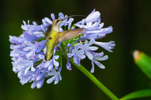 Birds, bird photographs, bird photographer, photos of birds, Jay Brittain bird photography