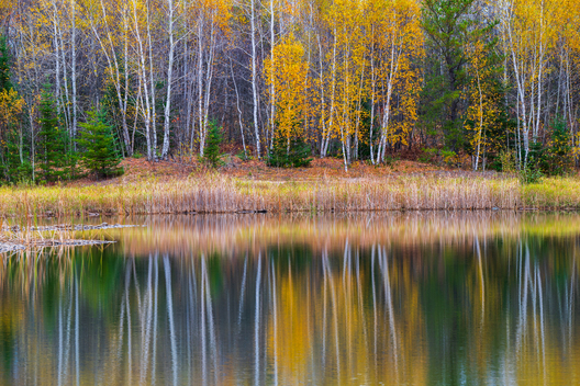 Nature and conservation photography from Jay Brittain