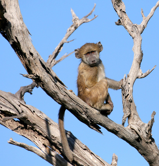 Chitabe Camp, Botswana