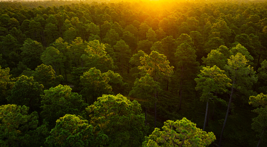 Jay Brittain photography. Forest photography. Photographs of forest management. Forest Management. Photographs of the forest industry. photographs of foresters at work.