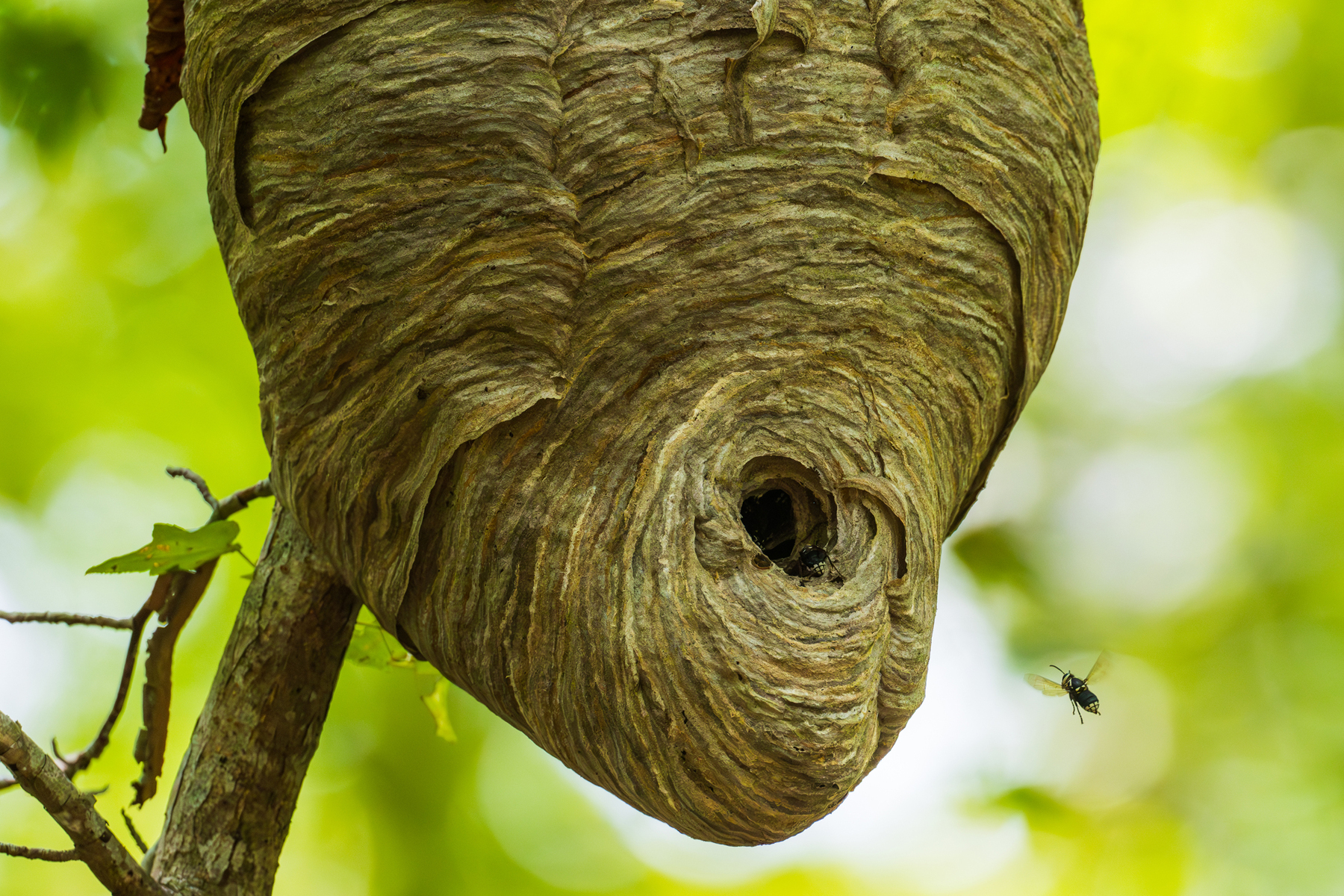 Nature and conservation photography from Jay Brittain