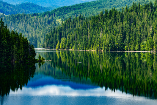 Jay Brittain photography. Forest photography. Photographs of forest management. Forest Management. Photographs of the forest industry. photographs of foresters at work.