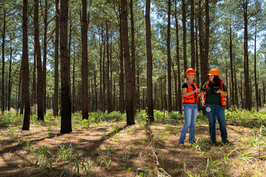 Jay Brittain photography. Forest photography. Photographs of forest management. Forest Management. Photographs of the forest industry. photographs of foresters at work.