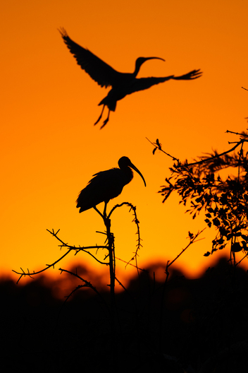 Birds, bird photographs, bird photographer, photos of birds, Jay Brittain bird photography