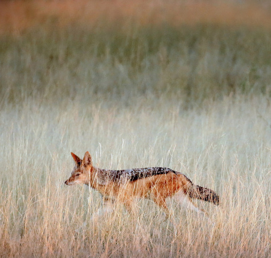 Chitabe, Botswana