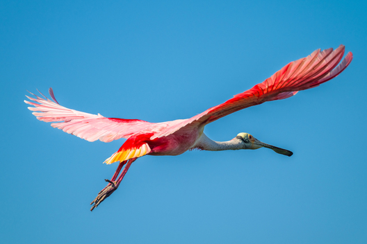 Birds, bird photographs, bird photographer, photos of birds, Jay Brittain bird photography