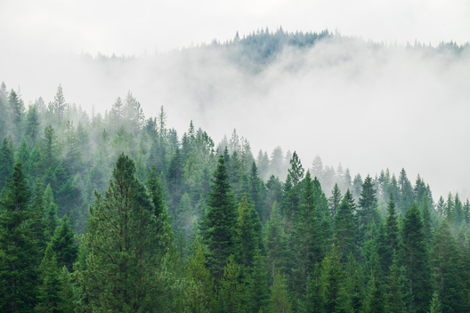 Jay Brittain photography. Forest photography. Photographs of forest management. Forest Management. Photographs of the forest industry. photographs of foresters at work.