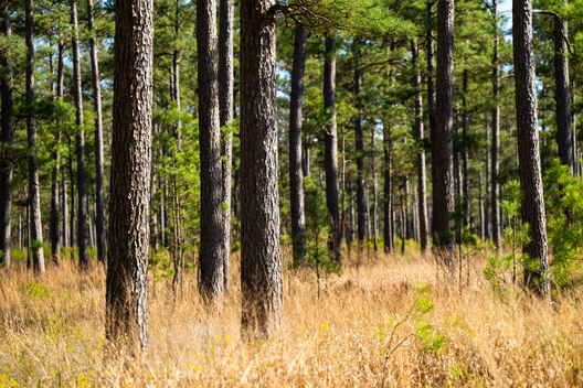 Jay Brittain photography. Forest photography. Photographs of forest management. Forest Management. Photographs of the forest industry. photographs of foresters at work.