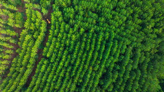 Jay Brittain photography. Forest photography. Photographs of forest management. Forest Management. Photographs of the forest industry. photographs of foresters at work.