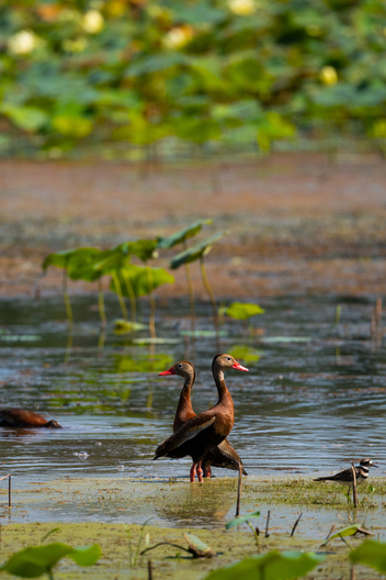 Birds, bird photographs, bird photographer, photos of birds, Jay Brittain bird photography
