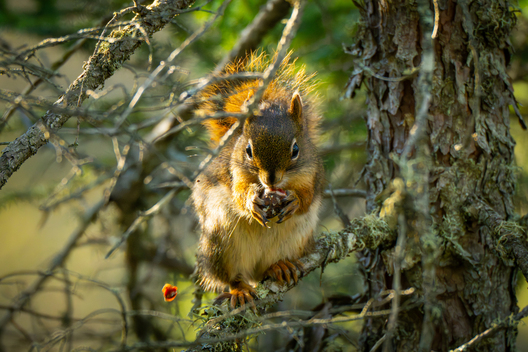 Nature and conservation photography from Jay Brittain