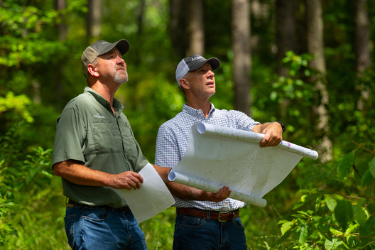 Jay Brittain photography. Forest photography. Photographs of forest management. Forest Management. Photographs of the forest industry. photographs of foresters at work.