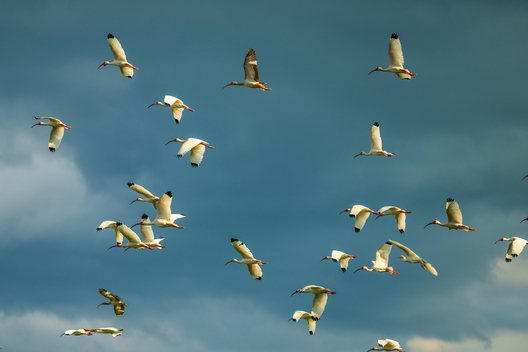 Birds, bird photographs, bird photographer, photos of birds, Jay Brittain bird photography