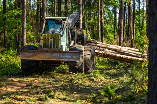 Jay Brittain photography. Forest photography. Photographs of forest management. Forest Management. Photographs of the forest industry. photographs of foresters at work.