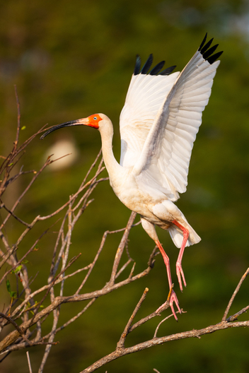 photographs of birds by Jay Brittain