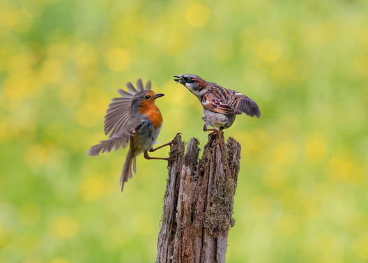 House sparrow and robin squaring off for perch in nature bird behaviour photo by Kieran O Mahony