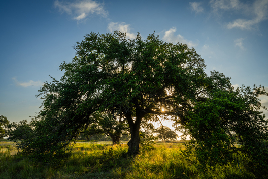Nature and conservation photography from Jay Brittain