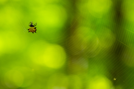 Jay Brittain photography. Forest photography. Photographs of forest management. Forest Management. Photographs of the forest industry. photographs of foresters at work.