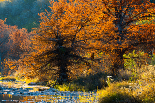 Nature and conservation photography from Jay Brittain