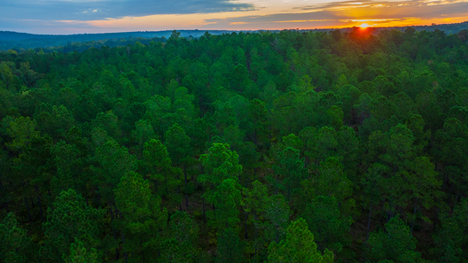 Jay Brittain photography. Forest photography. Photographs of forest management. Forest Management. Photographs of the forest industry. photographs of foresters at work.
