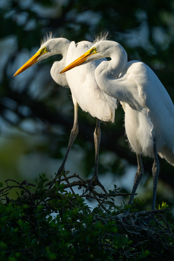 Birds, bird photographs, bird photographer, photos of birds, Jay Brittain bird photography